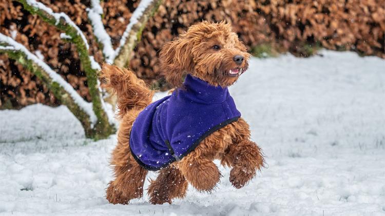 狗在雪地里玩耍，同时穿着冬天的夹克保暖.