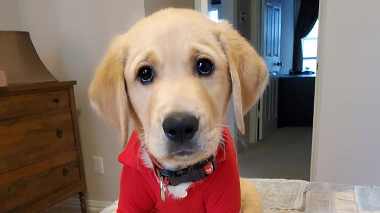 一只金毛猎犬小狗穿着红色的州立农场衬衫.